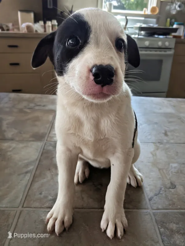 Twinkles – Australian Shepherd, Border Collie puppy for sale in Farmville, VA