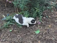 Twinkles, a female Australian Shepherd and Border Collie for sale in Farmville, VA – 2 of 4