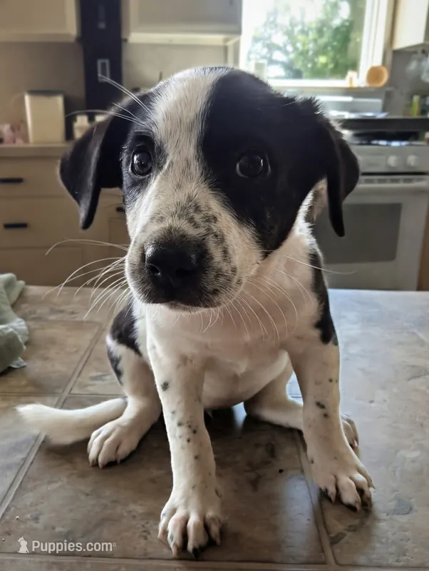 Taffy – Australian Shepherd, Border Collie puppy for sale in Farmville, VA
