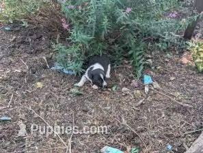 Twila – Australian Shepherd, Border Collie puppy for sale in Farmville, VA