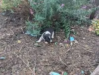 Twila, a female Australian Shepherd and Border Collie for sale in Farmville, VA – 1 of 5