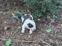 Twinkles, a female Australian Shepherd and Border Collie for sale in Farmville, VA – 3 of 4