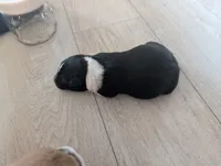 processed/362f3741-f6d5-42a6-afa0-54a0a44dfcf1/listing/c46dfde3-71ca-4d9c-96ef-245ecc0679db/1627e31f-badf-4326-b275-f04a8f11cab0