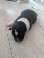 processed/362f3741-f6d5-42a6-afa0-54a0a44dfcf1/listing/c46dfde3-71ca-4d9c-96ef-245ecc0679db/c859488c-755e-4fe0-90c4-ca9ff762d9ae