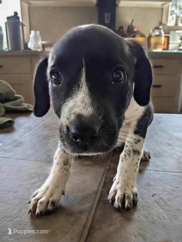 Trixie – Australian Shepherd, Border Collie puppy for sale in Farmville, VA