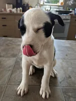 Twinkles, a female Australian Shepherd and Border Collie for sale in Farmville, VA – 2 of 6