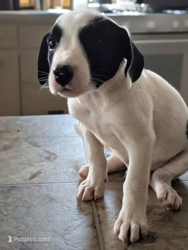Tinker – Australian Shepherd, Border Collie puppy for sale in Farmville, VA