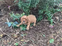 Cookie, a male Cavalier King Charles Spaniel for sale in Farmville, VA – 4 of 5