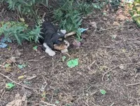 Candy, a female Cavalier King Charles Spaniel for sale in Farmville, VA – 4 of 6