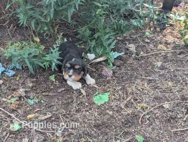 Candy – Cavalier King Charles Spaniel puppy for sale in Farmville, VA