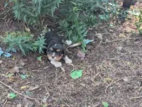 Candy, a female Cavalier King Charles Spaniel for sale in Farmville, VA – 1 of 6