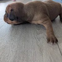 Brownie, a male Jack Russell Terrier and Cavalier King Charles Spaniel for sale in Farmville, VA – Photo 4 of 8