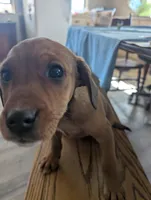 Brownie, a male Jack Russell Terrier and Cavalier King Charles Spaniel for sale in Farmville, VA – Photo 7 of 8