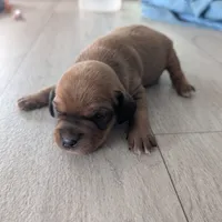 Brownie, a male Jack Russell Terrier and Cavalier King Charles Spaniel for sale in Farmville, VA – Photo 5 of 8