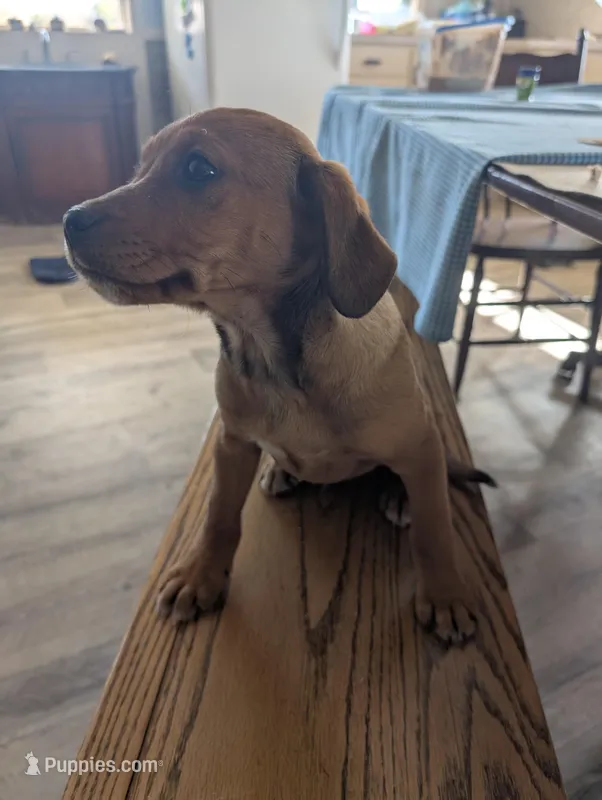 Brownie – Jack Russell Terrier, Cavalier King Charles Spaniel puppy for sale in Farmville, VA