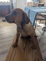 Brownie, a male Jack Russell Terrier and Cavalier King Charles Spaniel for sale in Farmville, VA – Photo 1 of 8