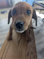 Brownie, a male Jack Russell Terrier and Cavalier King Charles Spaniel for sale in Farmville, VA – Photo 6 of 8
