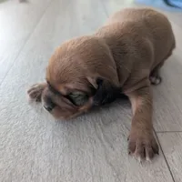 Brownie, a male Jack Russell Terrier and Cavalier King Charles Spaniel for sale in Farmville, VA – Photo 2 of 8
