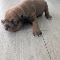 Brownie, a male Jack Russell Terrier and Cavalier King Charles Spaniel for sale in Farmville, VA – Photo 3 of 8