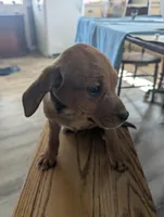 Brownie, a male Jack Russell Terrier and Cavalier King Charles Spaniel for sale in Farmville, VA – Photo 8 of 8
