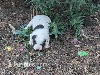 Tinker – Australian Shepherd, Border Collie puppy for sale in Farmville, VA