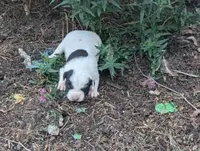 Tinker, a male Australian Shepherd and Border Collie for sale in Farmville, VA – 1 of 5