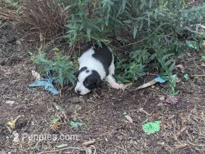 Taffy – Australian Shepherd, Border Collie puppy for sale in Farmville, VA