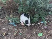 Taffy, a female Australian Shepherd and Border Collie for sale in Farmville, VA – 2 of 5
