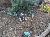 Twila, a female Australian Shepherd and Border Collie for sale in Farmville, VA – 2 of 5