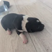Pearl, a female Australian Shepherd and Border Collie for sale in Farmville, VA – Photo 2 of 4