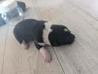 processed/362f3741-f6d5-42a6-afa0-54a0a44dfcf1/listing/fbc2d7ba-7ff7-4e0a-9a01-4764a9413b0f/3bbdba93-403a-47ba-9cb8-c581d9fc99f5