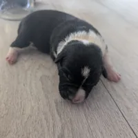 Pearl, a female Australian Shepherd and Border Collie for sale in Farmville, VA – Photo 4 of 4