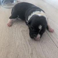 Pearl, a female Australian Shepherd and Border Collie for sale in Farmville, VA – Photo 3 of 4