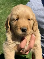 Retriever girl, a female Golden Retriever for sale in Phoenix, AZ – 3 of 3