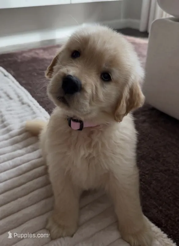 Daisy – Golden Retriever puppy for sale in Phoenix, AZ