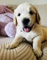 Retriever boy 1, a male Golden Retriever for sale in Phoenix, AZ – 2 of 4