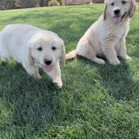 Golden boy 2, a male Golden Retriever for sale in Phoenix, AZ – Photo 5 of 5