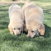 Golden boy 2, a male Golden Retriever for sale in Phoenix, AZ – Photo 3 of 5