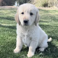 Golden boy 2, a male Golden Retriever for sale in Phoenix, AZ – Photo 2 of 5