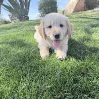 Golden boy 2, a male Golden Retriever for sale in Phoenix, AZ – Photo 4 of 5