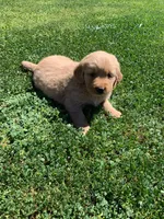 Retriever girl, a female Golden Retriever for sale in Phoenix, AZ – 2 of 3