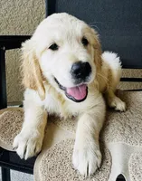 Retriever boy 1, a male Golden Retriever for sale in Phoenix, AZ – 4 of 4