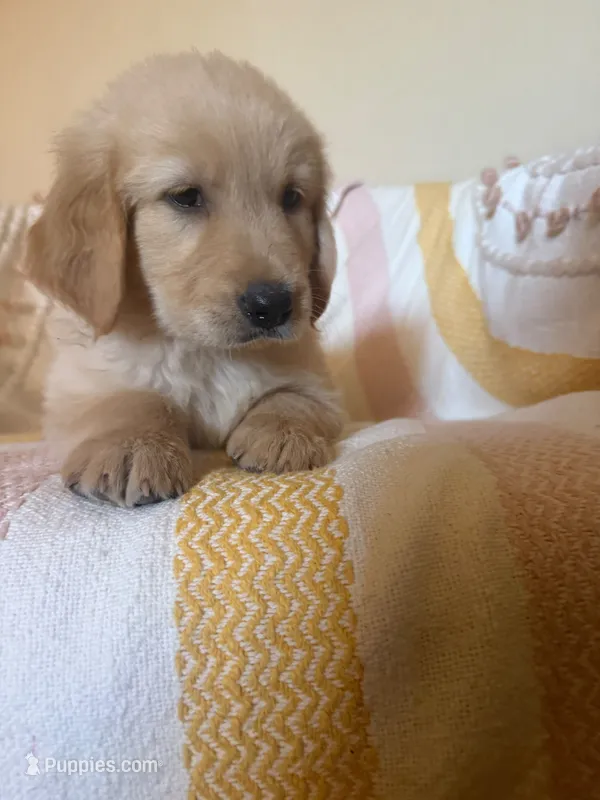 Bailey – Golden Retriever puppy for sale in Phoenix, AZ