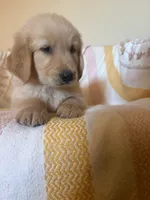 Bailey, a female Golden Retriever for sale in Phoenix, AZ – 1 of 3