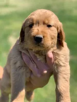 Retriever boy 1, a male Golden Retriever for sale in Phoenix, AZ – 1 of 4