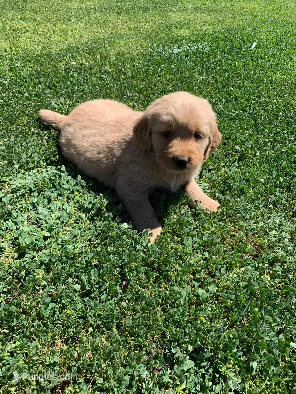 Retriever girl 1 – Golden Retriever puppy for sale in Phoenix, AZ