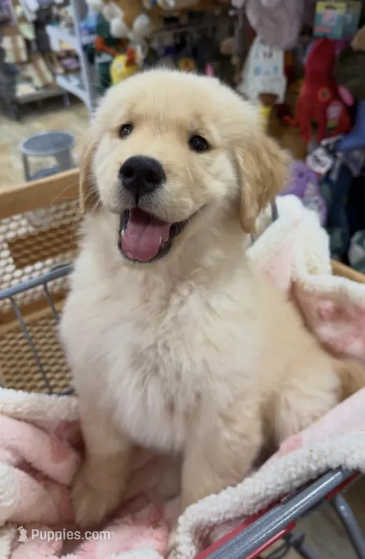 Duke – Golden Retriever puppy for sale in Phoenix, AZ
