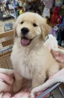 Duke, a male Golden Retriever for sale in Phoenix, AZ – 3 of 4