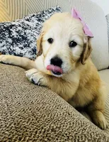Retriever girl 1, a female Golden Retriever for sale in Phoenix, AZ – 3 of 3