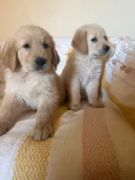Bailey, a female Golden Retriever for sale in Phoenix, AZ – 2 of 3